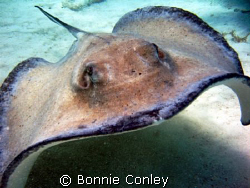 Here he is again! Heading right for me.  They come so clo... by Bonnie Conley 